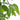 Ficus pitic artificial cu ghiveci, 60 cm