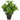 Plantă artificială dafin cu ghiveci, verde, 40 cm