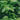 Bandă de intimitate PVC 70x0,19 m Verde