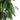 Arbore de mango artificial 900 de frunze 180 cm verde