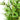 Arbore din bambus artificial 500 de frunze 80 cm verde