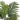 Palmier artificial cu 3 trunchiuri, verde, 85 cm, PP