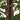 Lămâi artificial cu 3 trunchiuri, verde, 85 cm, PP