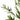 Măslin artificial 800 de frunze 200 cm verde