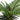 Palmier artificial 12 frunze 150 cm verde