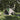 Cort Teepee pentru 6 persoane 6 persoană Verde și alb