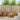 Set de canapele de exterior 5 buc. natural Lemn Solid de Acacia