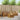 Set de canapele de exterior 5 buc. natural Lemn Solid de Acacia