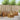Set de canapele de exterior 5 buc. natural Lemn Solid de Acacia