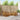 Set de canapele de exterior 6 buc. natural