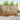 Set de canapele de exterior 6 buc. natural
