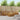 Set de canapele de exterior 5 buc. natural Lemn Solid de Acacia