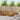 Set de canapele de exterior 5 buc. natural Lemn Solid de Acacia