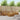 Set de canapele de exterior 5 buc. natural Lemn Solid de Acacia