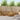 Set de canapele de exterior 5 buc. natural Lemn Solid de Acacia