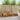 2 buc. Set de canapele de exterior Lemn Solid de Acacia natural