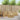 Set de canapele de exterior 5 buc. Alb Lemn Solid de Acacia