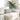 Perne pentru canapea 2 pcs Gri deschis 50 x 30 cm