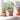 Ghivece pentru plante 24 buc. Roșu cărămidă Plastic
