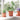 Ghivece pentru plante 24 buc. Roșu cărămidă Plastic