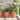 Ghivece pentru plante 6 buc. Roșu cărămidă Ø 39 x 32 cm Plastic
