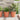 Ghivece pentru plante 24 buc. Roșu cărămidă Ø 34 x 28 cm