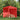 Perete lateral pentru cort de petrecere 2 buc. 200 x 195 cm