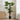 Palmier Artificial cu Frunze Verde 60 x 25 x 170 cm