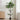 Plantă artificială de Ficus Verde 85 x 18 x 160 cm