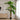 Copac de bananier artificial Verde 125 x 25 x 250 cm